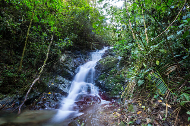 平静美丽的溪水在雨林中流淌哥斯达黎加 中美洲常绿丛林潮湿