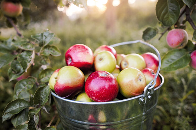 乡村满满一桶成熟的红苹果是在花园里的草地上 在夕阳的余晖下的苹果树下明亮花园满