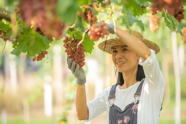 新鲜快乐的微笑欢快的葡萄园女穿着工作服和农家礼服草帽作物特写叶子