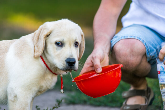 品种在夏天 在春天 拉布拉多小狗在公园里喝红碗里的水拉布拉多猎犬主人