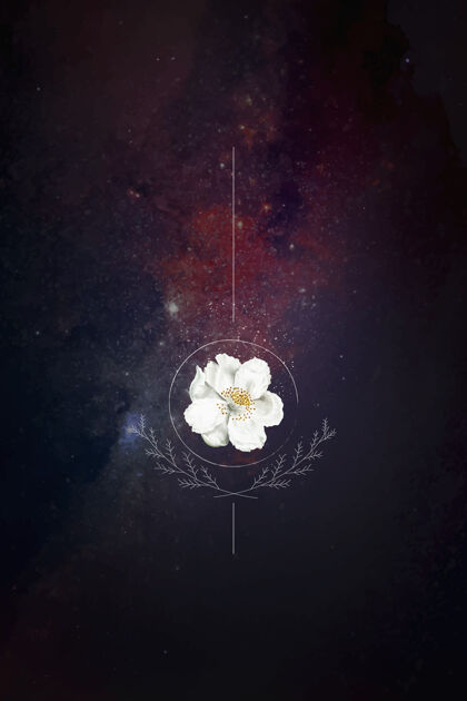 夜晚银河系背景上的麝香玫瑰自然花卉花卉