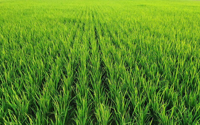 农田广袤田野上一排排水稻的特写镜头农村有机农村