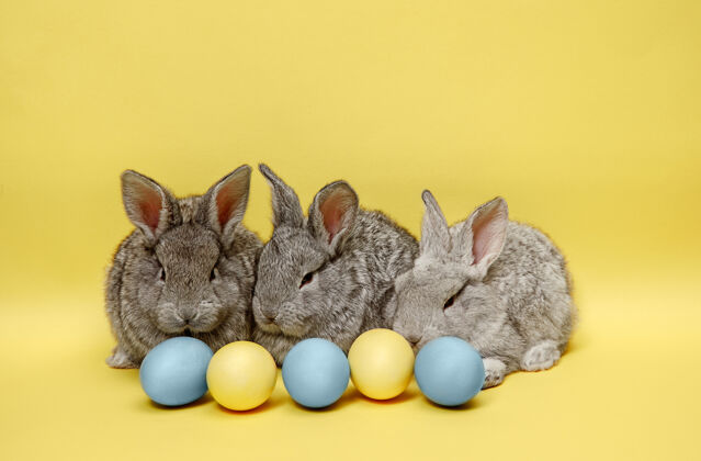 可爱黄色墙上画着彩蛋的复活节兔子耳朵特写农场