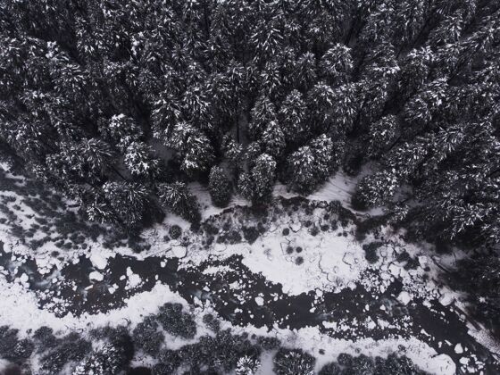 寒冷空中拍摄森林里美丽的雪松雪树生态