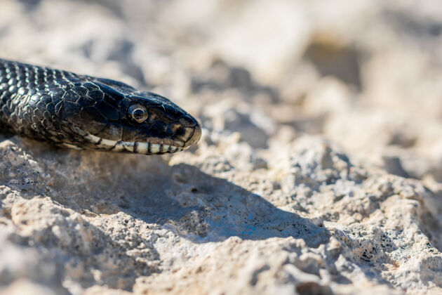 爬行动物马耳他一条成年黑色西部鞭蛇的头部特写镜头地中海特写蛇
