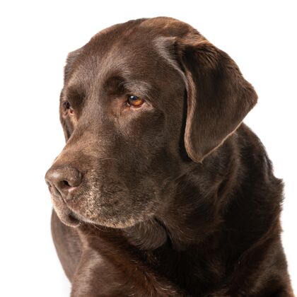 黑色一只黑褐色拉布拉多犬的特写镜头被隔离在白色背景上动物躺着血统