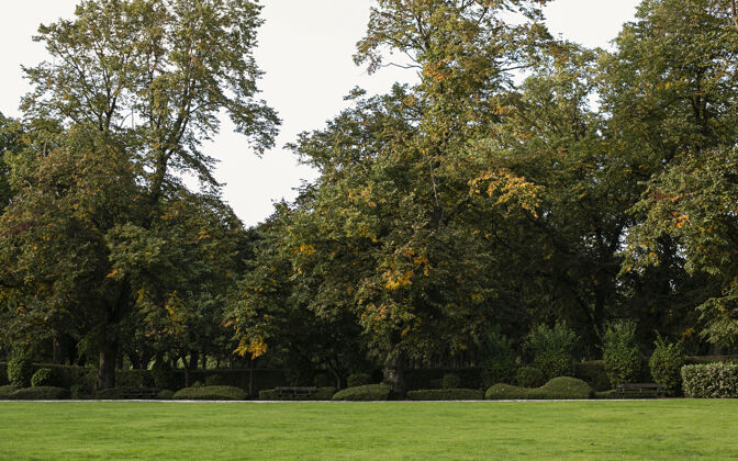 田野利兹海德公园的秋天五彩缤纷的树叶树森林