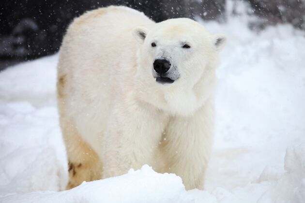 日本日本北海道降雪期间 一只北极熊站在地上的特写镜头哺乳动物日本北极
