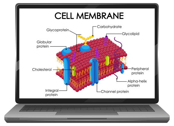 在线学习笔记本电脑屏幕上的细胞膜结构血浆生活笔记本电脑