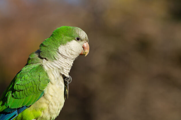 野生动物一只美丽的和尚鹦鹉的选择性聚焦镜头动物鸟类自然