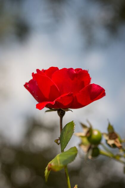 模糊在模糊的背景中选择聚焦拍摄美丽的红玫瑰叶宏颜色