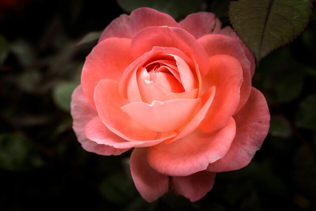 芽一个可爱的粉红色玫瑰与模糊的背景特写镜头天自然明亮