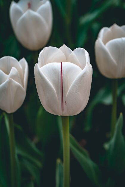 花在郁金香花园拍摄的白色郁金香垂直选择性聚焦镜头自然芽礼物