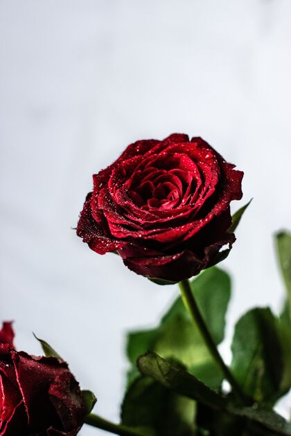 花一朵美丽的红玫瑰的垂直镜头 白灰色背景上有几片叶子粉红玫瑰花