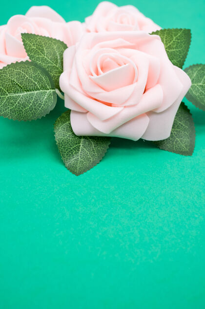 花垂直特写镜头粉红色玫瑰隔离在一个绿色的背景与复制空间绽放玫瑰花瓣