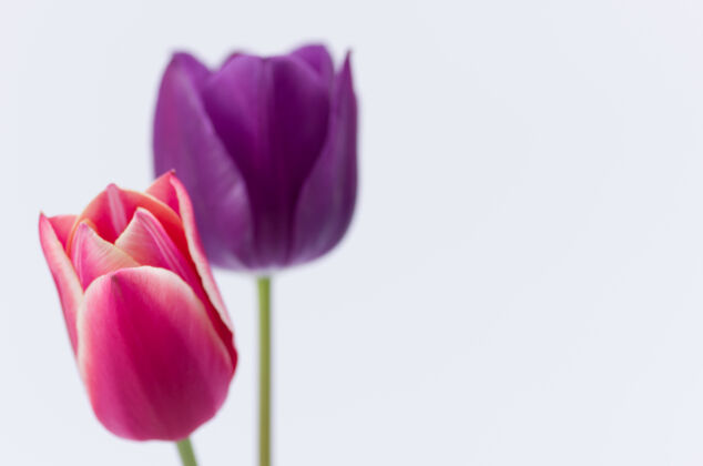天两个彩色郁金香花的特写隔离在白色背景与空间为您的文字花瓣花空白