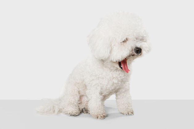 卷毛可爱的小狗比熊弗里斯在白色的墙壁上摆出孤立的姿势品种狗狗
