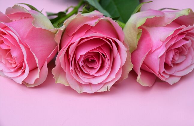 浪漫粉红色背景上美丽的粉红色玫瑰特写镜头花束头花朵