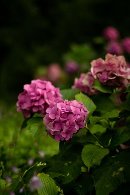 芽花园里美丽的紫色花朵的特写镜头园艺植物学田野