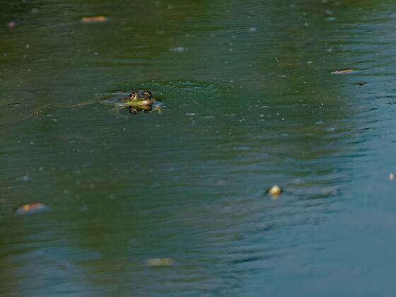 湖泊高角度特写镜头的可食用青蛙Pelophylaxesculentus在湖上潮湿森林河流