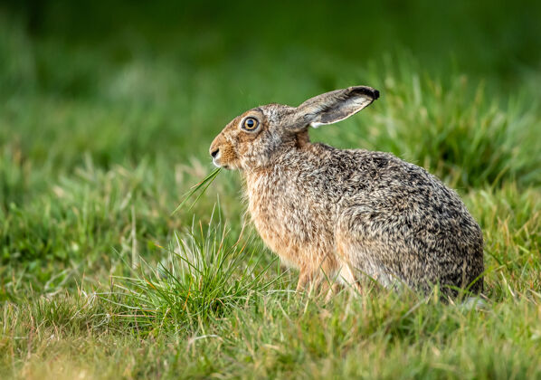 浅浅聚焦特写镜头 一只野兔在田里吃草野兔春天哺乳动物