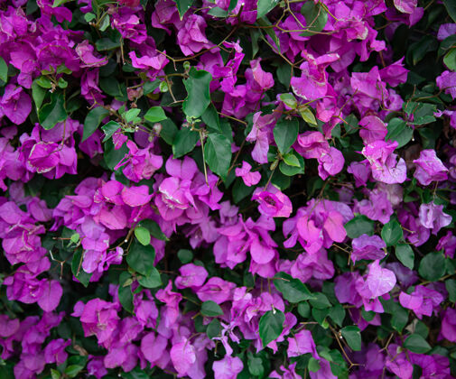 热带紫丁香叶杂色灌木丛的特写镜头埃及的奇异植物花自然开花