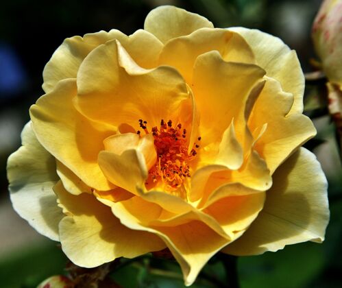 天在荷兰迪彭海姆的花园里 黄色多花玫瑰的选择性聚焦拍摄自然特写花