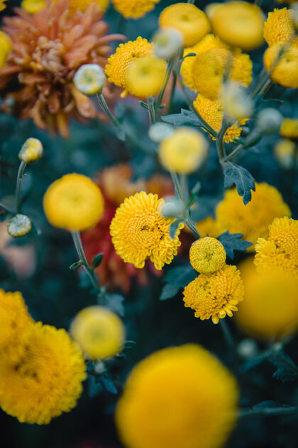 花瓣黄色的簇花花花园花