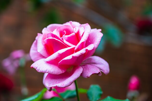 多彩特写镜头美丽的粉红色玫瑰花盛开在花园里花花蕾花园