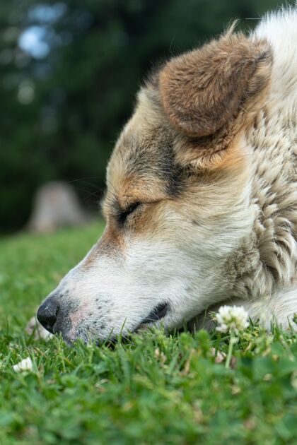 动物白色喜马拉雅犬在自然环境中闭眼休息喜马拉雅山纯种狗
