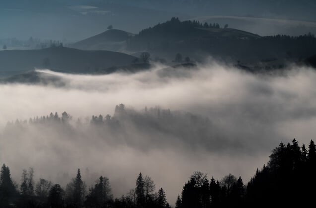 早晨森林里有雾对比树天气
