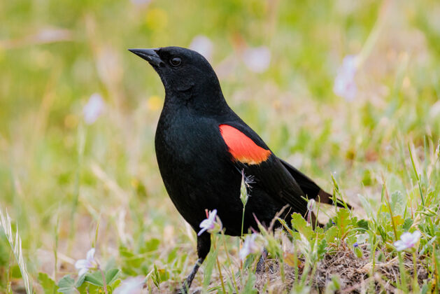 黑鸟白天绿草上的黑色和橙色的鸟草动物鸟