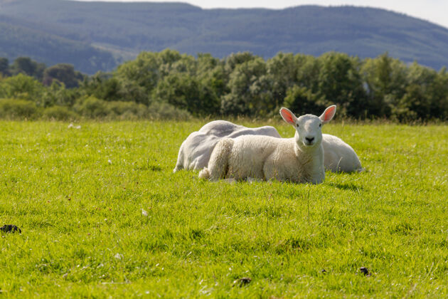 田野湖区绿草上坐着白羊家庭叶哺乳动物