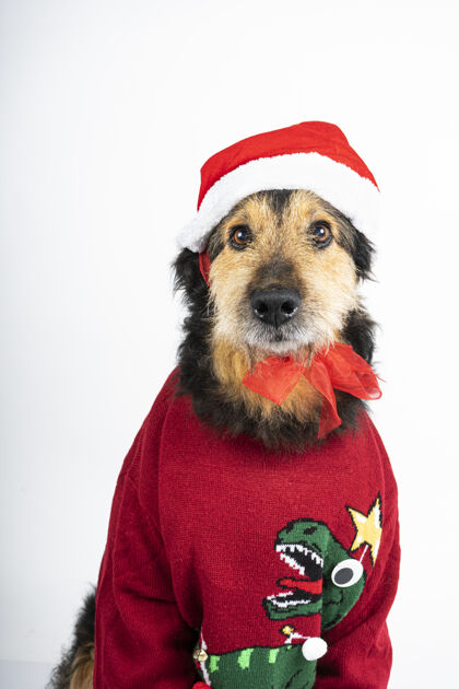 品种一只穿着圣诞主题衣服的狗的垂直镜头可爱毛皮衣服