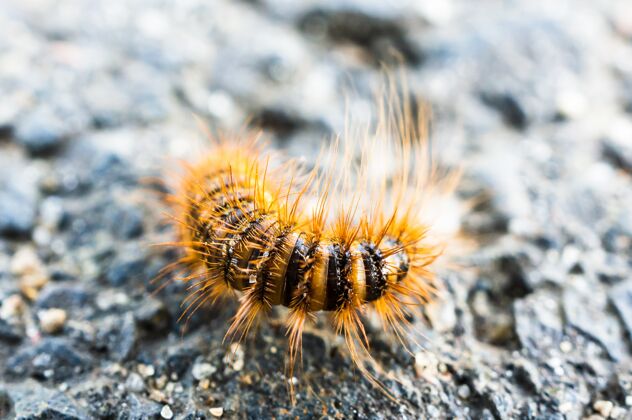 蠕蟲一只小毛毛蟲在陽光下躺在地上的特寫鏡頭 背景模糊昆蟲樹葉自然
