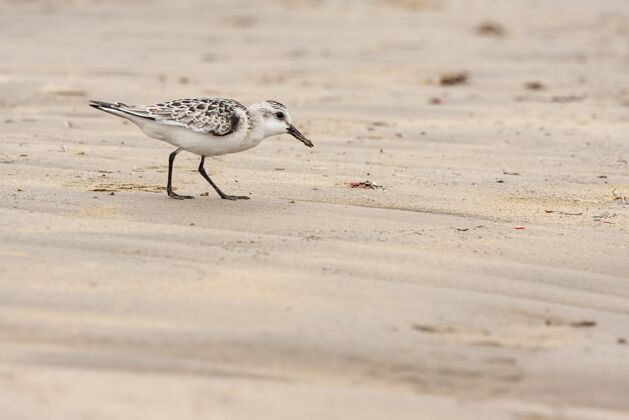 颜色Sanderlings白天在海滩上寻找食物的鸟-calidrisalba水涉禽羽毛