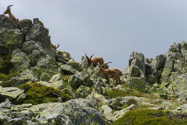 哺乳动物落基山脉一只白尾鹿的美丽照片毛皮远足草