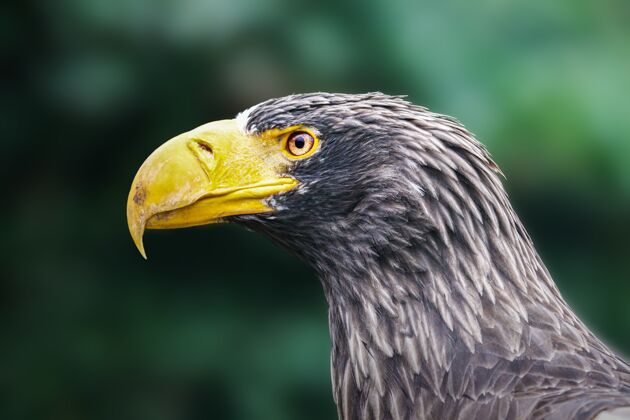 森林斯泰勒海鹰的选择性聚焦镜头大喙动物