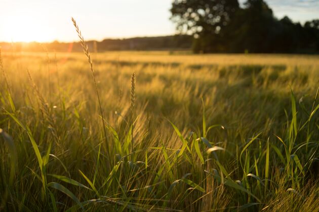 景观日落的时候 草地上长满了草农业乡村田野
