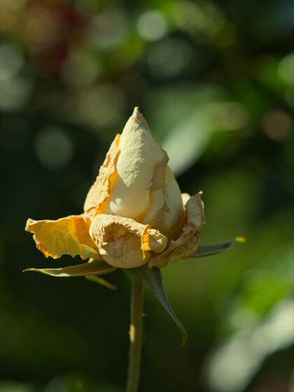 开花在花园里绽放的玫瑰的选择性聚焦镜头明亮光细节