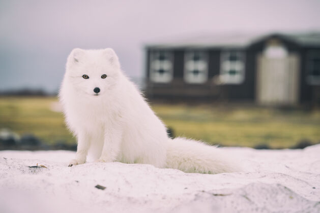 野生北极狐动物狐狸冰岛