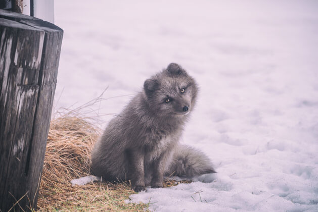 动物长毛灰狗坐在雪地上狐狸雪自然