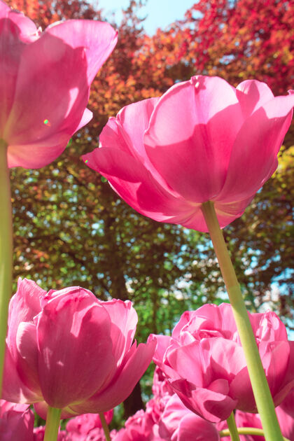 花卉荷兰的郁金香园春天花卉花园
