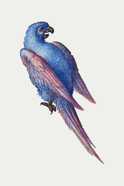 古董手绘复古鹦鹉鸟装饰羽毛蓝鸟