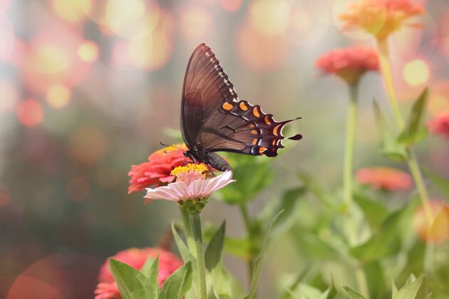 自然迷人的宏观图片一个小的黑色satyrium蝴蝶粉红色的花动物蝴蝶特写