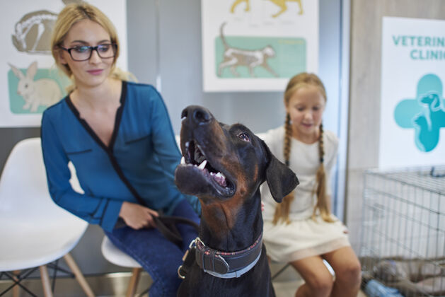 候诊室女人和女孩带着他们的杜宾狗等在兽医那里等待医院宠物