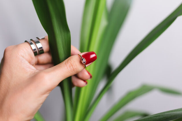 优雅女人的手上有红色的指甲和两个指环 放在美丽的绿色棕榈叶上后面是灰色的墙戒指年轻夏季