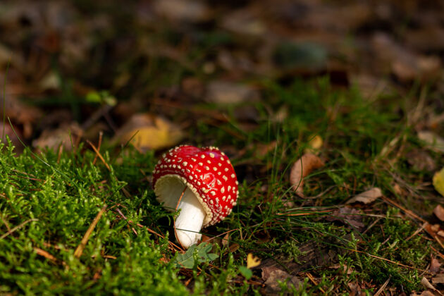 蘑菇一个被绿色植物包围的木耳蘑菇特写镜头户外公园秋天