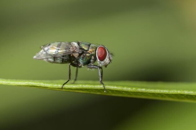 自然特写镜头的苍蝇坐在一个绿色模糊的背景树叶特写叶子绿色