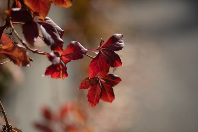 绿色特写选择性聚焦拍摄树枝上的红叶甜美红色植物